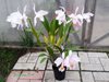 laelia lobata concolor 